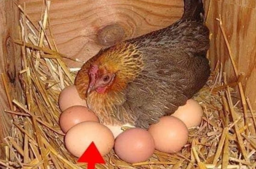 ägg