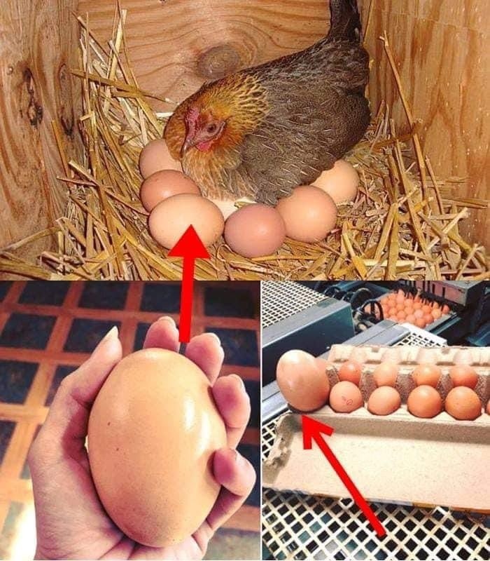 ägg