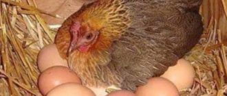 ägg