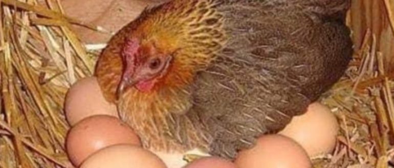 ägg